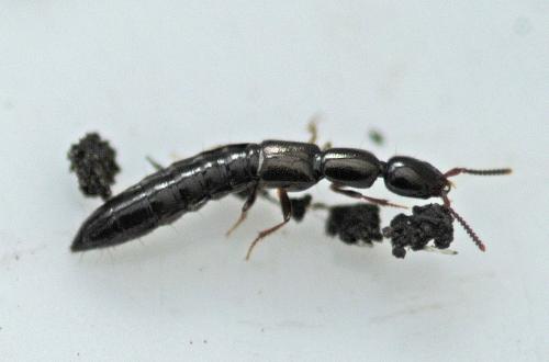 Réf. 320 973 : Xantholinus sp.
